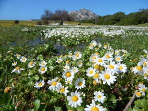 Primavera